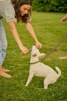 Dog Parson Russell Terrier breed is playing in green park with his owner. Summer time or beginning of autumn. Nature. Pet care and training concept. photo