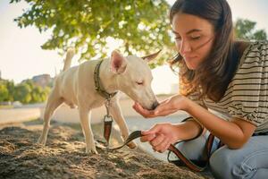 Dog Parson Russell Terrier breed is playing in green park with his owner. Summer time or beginning of autumn. Nature. Pet care and training concept. photo