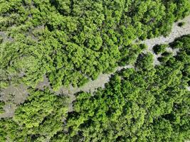 bosque de manglares verdes con luz solar matutina. ecosistema de manglares. sumideros de carbono naturales. los manglares capturan co2 de la atmosfera. ecosistemas de carbono azul. los manglares absorben las emisiones de dióxido de carbono. foto