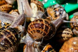snails are gathered together in a green container photo