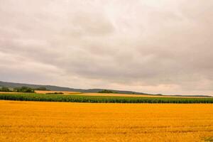 un campo de amarillo trigo debajo un nublado cielo foto