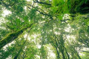 verde árbol bosque con luz de sol mediante verde hojas. natural carbón capturar y carbón crédito concepto. sostenible bosque gestión. arboles absorber carbón dióxido. natural carbón hundir. ambiente día foto