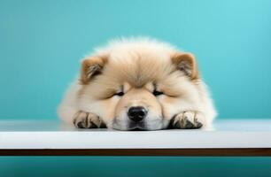 ai generado perro chino perro chino perro, cabeza descansando en el mesa foto