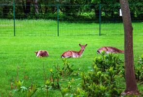 Young sika deer lie on green grass in a pasture. photo