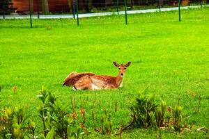 A young sika deer lies on the green grass at the range. photo