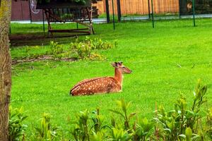 A young sika deer lies on the green grass at the range. photo