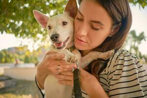 Dog Parson Russell Terrier breed is playing in green park with his owner. Summer time or beginning of autumn. Nature. Pet care and training concept. photo