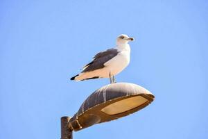 a seagull sits on top of a street light photo