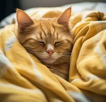 AI generated an orange tabby cat sleeping under sheets photo