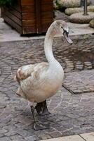 a swan is walking on the street photo