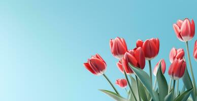 AI generated red tulips on a blue background with copy space photo