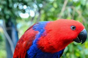 a red and blue parrot photo