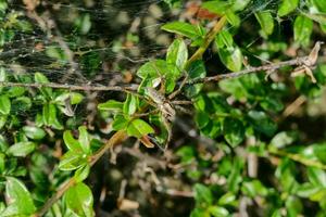 a spider on a branch with green leaves photo