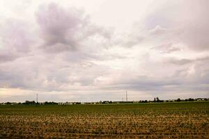 a field with crops and a cloudy sky photo