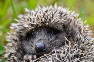 a hedgehog is curled up in the grass photo
