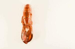 a lobster is shown on a white background photo