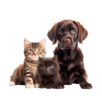 ai generado gatos y perro amigos aislado en transparente fondo, creado con generativo ai png