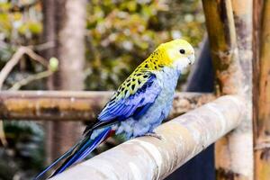 a colorful parrot sitting on a wooden post photo