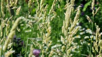 winken Gras Nahansicht auf ein sonnig Tag gegen ein Hintergrund von Blumen. selektiv Fokus. Natur. video