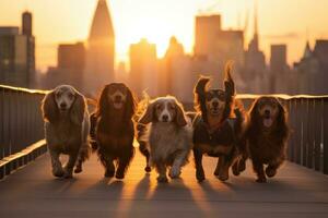 AI generated Group of Dachshund dogs in New York City at sunset, A group of dogs enjoys a sunset stroll in the city, featuring dachshunds and a spaniel, AI Generated photo