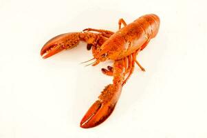 a lobster on a white background photo