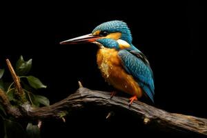 AI generated Kingfisher Alcedo atthis on a branch, A Common Kingfisher Alcedo atthis perches on a branch, AI Generated photo