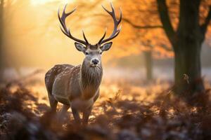 AI generated Fallow deer during rutting season at sunrise in winter, A Fallow deer stag during rutting season at sunrise in winter, AI Generated photo