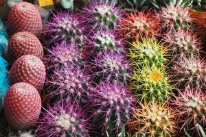 Close-up of many cactus in the pots at the market photo