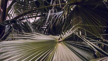 Tropical palm leaves, floral background concept photo. One circular palm leaf in Barcelona. photo