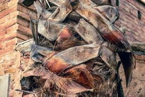 Palm tree trunk of the wall background photo. Cracked bark of tropical palm textured tree. photo