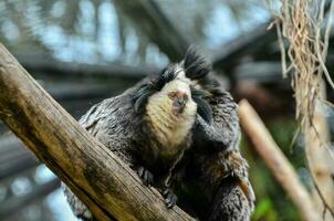 a monkey is sitting on a branch in a zoo photo