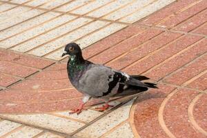 a pigeon standing on a tile floor photo