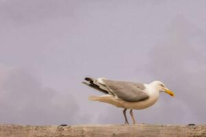 a seagull standing on top of a wooden fence photo