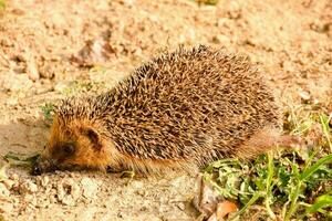 a hedgehog is walking on the ground photo