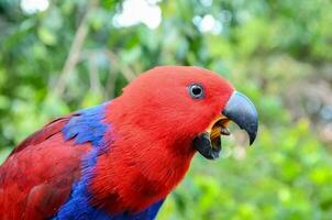 a red and blue parrot with its beak open photo