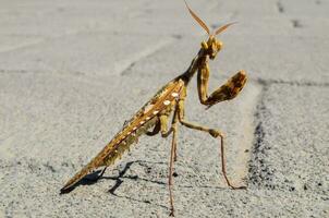 a praying mantis is standing on the ground photo