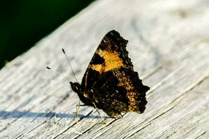 a butterfly sits on a wooden plank in the sun photo
