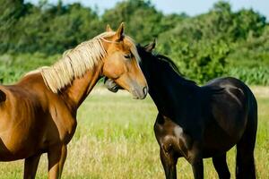 dos caballos son en pie en un campo foto