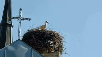 en vit stork i en bo på de tak av en katolik katedral nära en korsa mot de bakgrund av en blå sommar himmel. de storkens bo är tillverkad av grenar och polyeten, ett miljö- problem. video