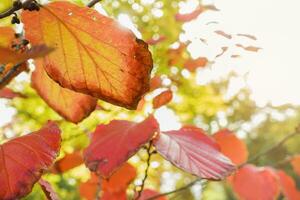 Autumn leaves on a tree in a park. Yellow, red and orange colors. Branch against blurred sky. Fall in nature and weather concept. Closeup, selective focus photo