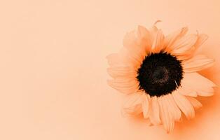 Color of the year 2024, Peach Fuzz. sunflower head on yellow background with copy space, minimal photo