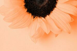 Color of the year 2024, Peach Fuzz. sunflower head on yellow background with copy space, minimal photo