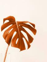 Color of the year 2024, Peach Fuzz. Monstera leaf photo