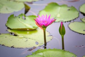 lotus in pond photo