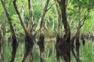 Melaleuca trees Wetland photo