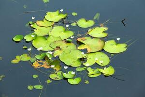 lotus in pond photo