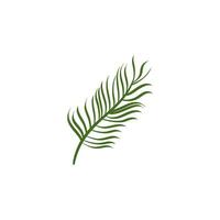 background of flora and palm leaves vector