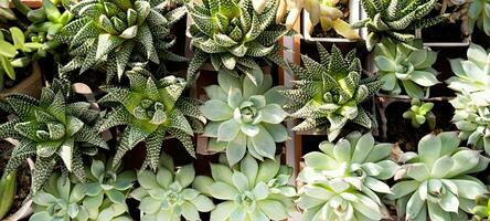 many beautiful Succulent plants top view photo