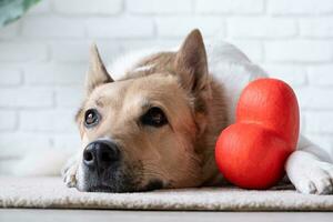 dog holding red heart, lying on rug at home photo