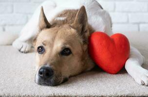 dog holding red heart, lying on rug at home photo